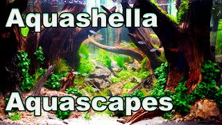 The Amazing Aquascapes of Aquashella Dallas 2022 [upl. by Annahaj]