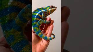 Amazing Animal Growth Journey Transformation lizard Turtle pig animaltransformations [upl. by Rama]