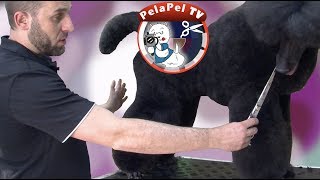 PELUQUERÍA CANINA CANICHE GIGANTE CORTE ESTOCOLMO CON JUAN MARTÍNEZ [upl. by Nyl]