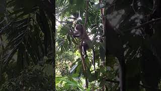 Amazing and Active Monkey Admiring the Nature View shortvideo wildlife primate thomsonnaturepark [upl. by Quickel]