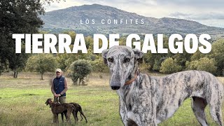 TIERRA DE GALGOS  Caza y Aventuras [upl. by Dadivitan]