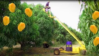 Mango Harvesting Machine  How to Mango Picking  Mango Farm Agriculture Technology [upl. by Ahsitniuq611]