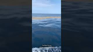 The Best Sound Fishing  Offshore Wilmington NC [upl. by Amlet489]