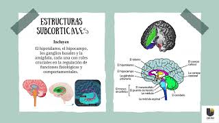 Actividad 1 Principales estructuras del sistema nervioso central [upl. by Minnaminnie]