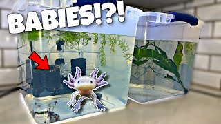 Breeding Axolotls for Profit [upl. by Merceer443]