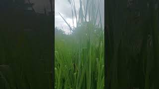 Greengrass long viralvideomusic satisfying ytshorts [upl. by Thorbert318]