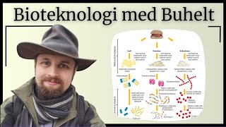 Bioteknologi  syrer og baser i fordøjelsen [upl. by Hollerman]