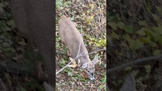 Palmated WI buck bowhuntingwhitetails deer hunting deer buck whitetail youngbucks wisconsin [upl. by Naitsyrk]