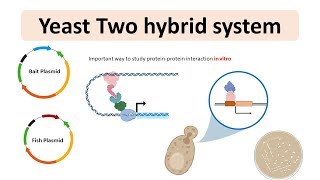 Yeast 2 hybrid system  Yeast two hybrid system for proteinprotein interaction  Animated biology [upl. by Notsuoh]