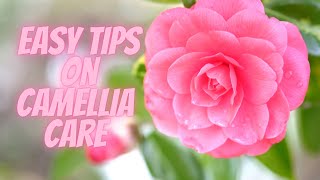 Camellia bush care  How to prune camellia  How to fertilize camellia [upl. by Acila]