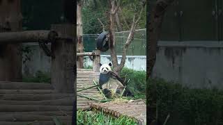 Giant pandas eat bamboo every day [upl. by Noied187]