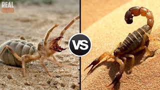 5 CRAZIEST Insects Fights Caught On Camera [upl. by Rush]