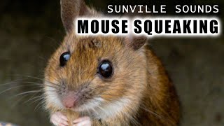 1 Hour of Mouse Squeaking  Animal Sounds with Peter Baeten [upl. by Ferris]