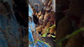 African killer bees inside lawnmower [upl. by Krenek]