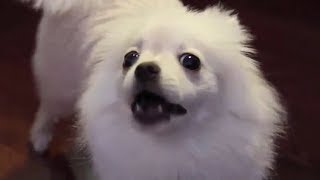 Pomeranian barking  DOG BARKING Sound Effect High Quality [upl. by Petrie921]