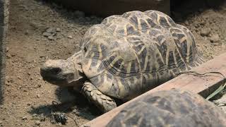 インドホシガメ 京都市動物園京都府 [upl. by Jehu540]