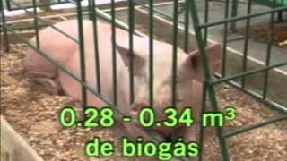 BIODIGESTORES Pitalito Huila Colombia [upl. by Aiveneg]