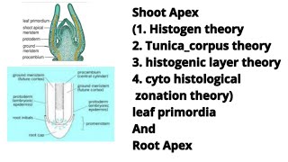 Shoot Apex  histogen theory Tunica corpus theory etc leaf primordia and Root Apex [upl. by Olivette]