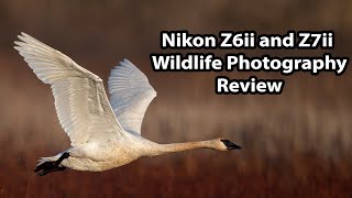 Nikon Z6ii and Z7ii Wildlife Photography Review [upl. by Germain]