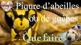 PIQÛRE DE GUÊPE OU ABEILLE QUE FAIRE Spécial chien ✿ Enjoying Life [upl. by Grosmark125]