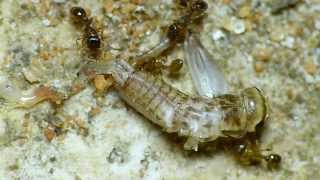 Tetramorium caespitum workes feeding on cricket [upl. by Critchfield]