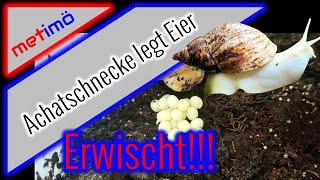 Achatschnecke legt Eier I metimö I MenschenTiereMöglichkeiten [upl. by Naujtna]