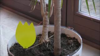 kleine Fliegen Trauermücken in Blumenerde natürliche Bekämpfung [upl. by Akere483]