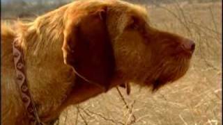 Zoldmali Iris the Wirehaired Vizsla and the quail [upl. by Remlap]