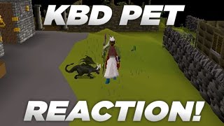 OSRS KBD Pet Drop with Live Reaction [upl. by Nareik]