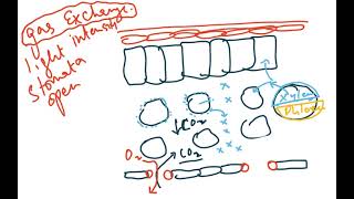 AS BIOLOGY 9700 TRANSPORT IN PLANTS VIDEO 3 [upl. by Gamages]