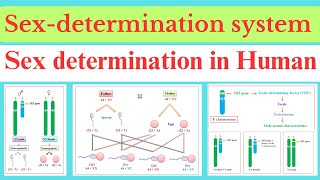 Sex determination in human  Allosomic determination of sex [upl. by Kiri754]