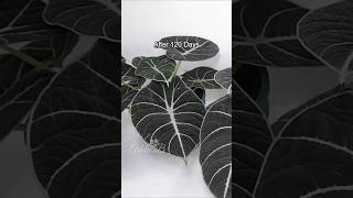 Alocasia Black Velvet Propagation with Wall Decor Idea [upl. by Eibber767]