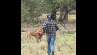 Man Vs Kangaroo Fight 😱 [upl. by Marna]