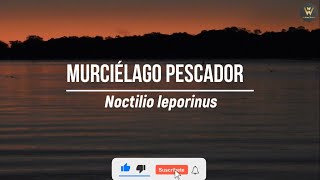 biodiversidadargentina Murcielago pescador Noctilio leporinus en Riacho Payaguá bats wildlife [upl. by Aihsyak]