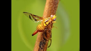 Mosca de la fruta Ceratitis capitata y Anastrepha fraterculus UNSA [upl. by Cave]