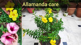 Allamanda plant care tips dwarf allarmanda की देखभाल flowering secret summer flowering plant [upl. by Thar]