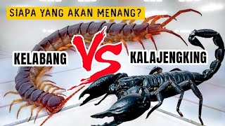 KELABANG vs KALAJENGKING [upl. by Eetnod]