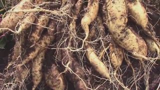 Grow Bag Sweet Potato Reveal  Harvesting Yellow Jersey Sweet Potatoes [upl. by Leonora]