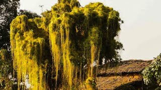 Cuscuta dodder एक ऐसा परजीवी जो कर देता है पेड़ पोधों का विनाश [upl. by Annerol]