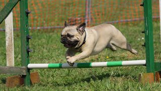 Pug Dog The Popular Dog Breed In The World [upl. by Amity]