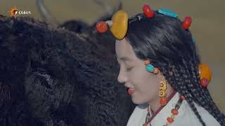 New Tibetan song 2024 ࿉ བོད་གཞས་གསར་པ་༢༠༢༤༼གཡང་གི་འབྲི་མོ།༽གཞས་མ། ཟླ་བ་མཚོ། ࿉ Dawa Tso 2024 [upl. by Anes801]