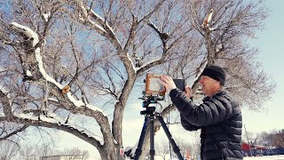 Large Format tree portrait before they cut it down [upl. by Hooge131]