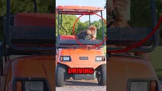 Animal Drives Cart😮 [upl. by Aihtenyc292]