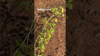 Balloon vine Cardiospermum halicacabum [upl. by Idel27]