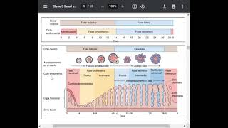 Ciclo Menstrual [upl. by Gelasius]