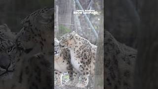 Animal Wonders Snow Leopard [upl. by Ennayt987]