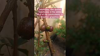 Jabuticaba also spelled Jaboticaba tree grape grape flower fruit garden gardening [upl. by Cynth]