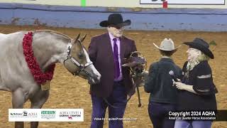 Select 2YearOld Stallions  2024 AQHA World Championship Show [upl. by Eceined749]