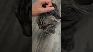 Scotty Von Earfold the Tabby Cat Gets Some Predinner Pettings [upl. by Assyla793]