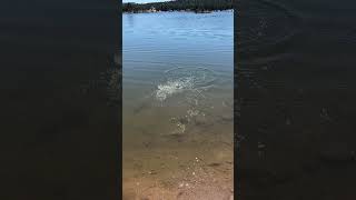 Here Is Seven Fishing At Beautiful Dowdy Lake In Larimer County Colorado Brown fishing shorts [upl. by Eseret]